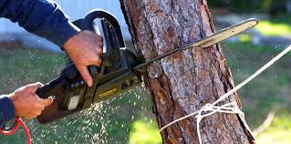Professional Tree Removal in Rainbow Park, FL