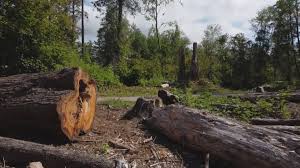 Tree and Shrub Care in Rainbow Park, FL